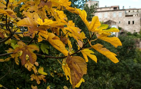 Fig tree figs autumn leaves