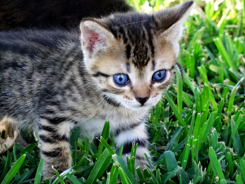 Blue eye cat baby tiegerkatze
