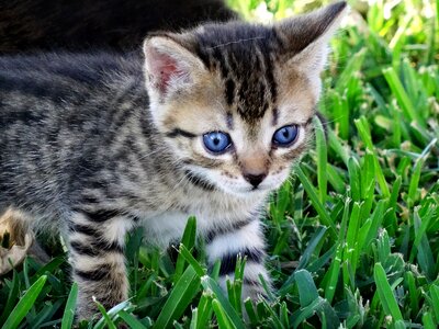 Blue eye cat baby tiegerkatze photo