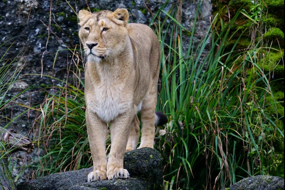 Predator big cat panthera leo photo