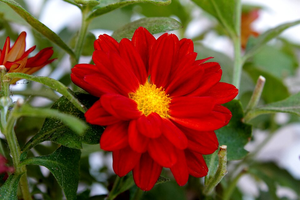 Garden nature red flower