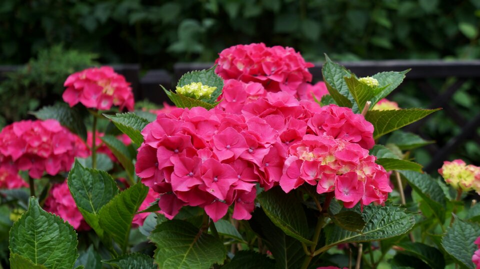 Nature plant pink flower photo