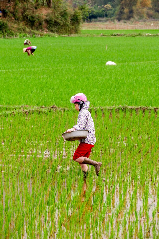 Farmer's wife agriculture asia