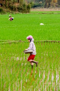 Farmer's wife agriculture asia