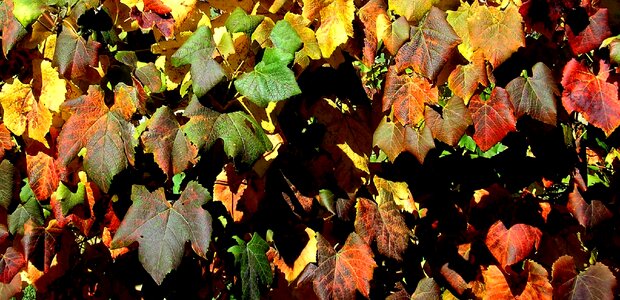 Autumn leaves foliage autumn photo