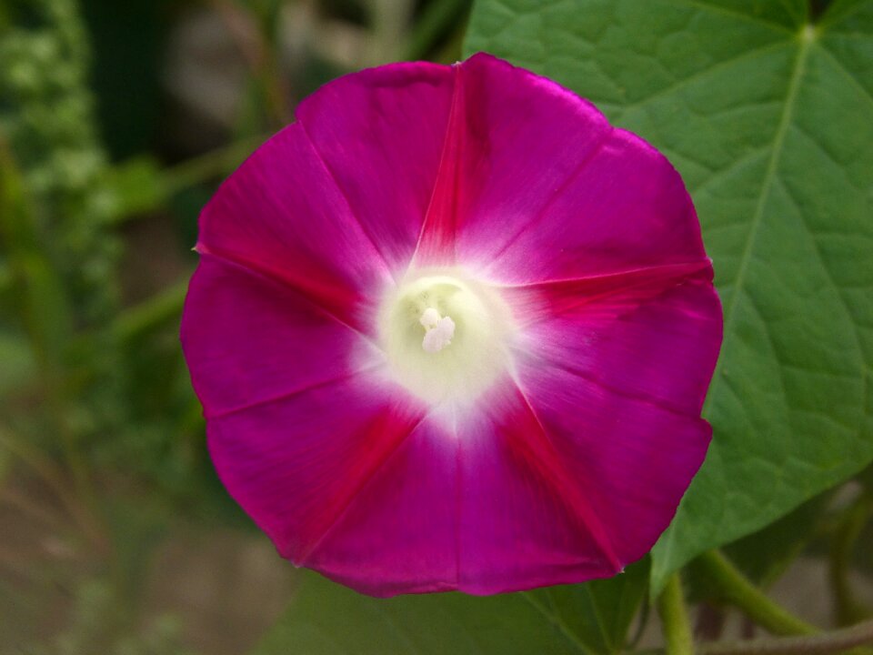 Campanula lilac magenta