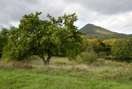 Nature deciduous tree czech republic