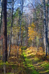 Siberia forest nature