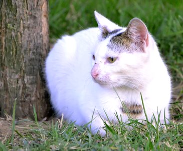 Park sweet animal portrait photo