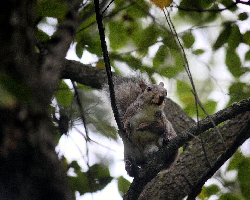 Nature mammal wild