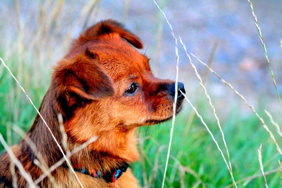 Sweet attentive dog dog portrait