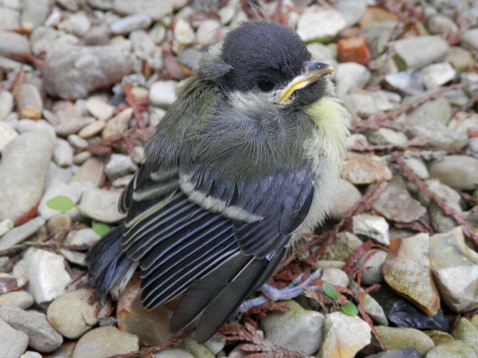 Petit bird nature