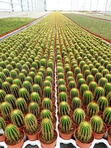 Spines cash cultivation