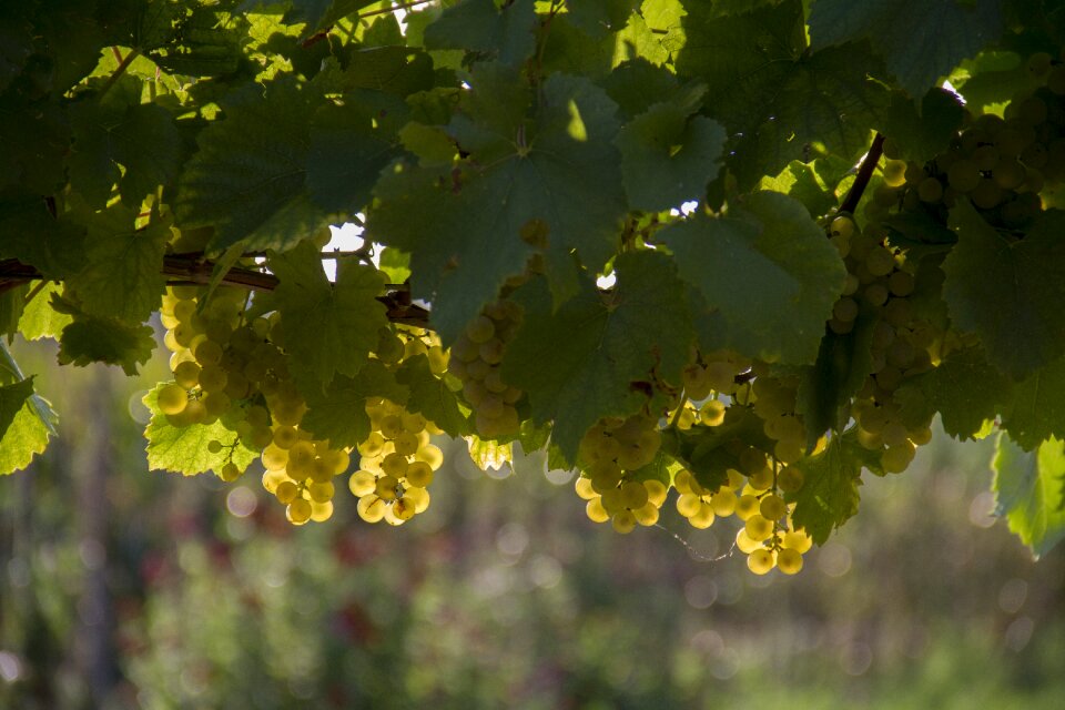Vineyard autumn agriculture