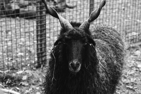 Black sheep wool animals photo