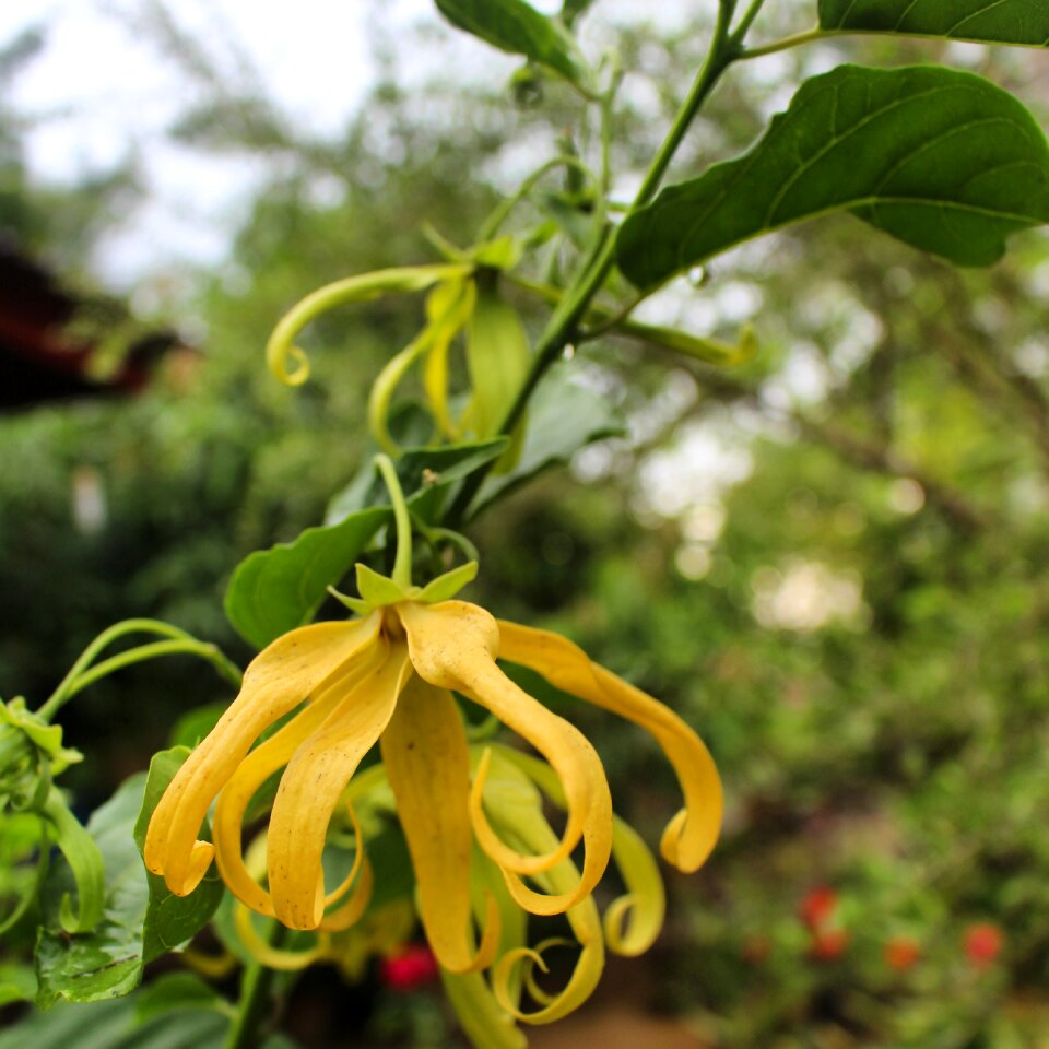 Seulanga yellow bloom typical aceh