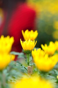 Artistic blossom bright
