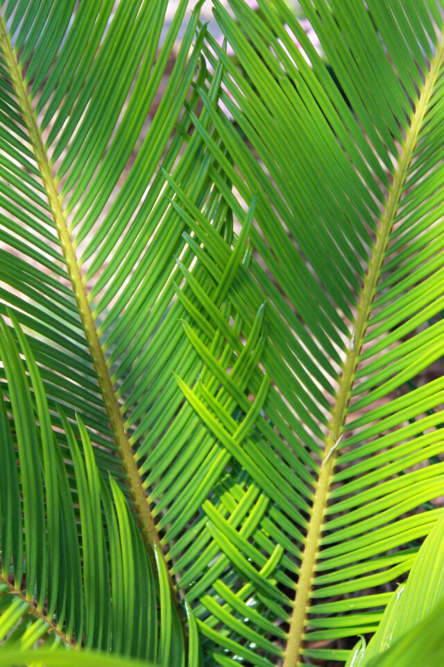 Plant fern