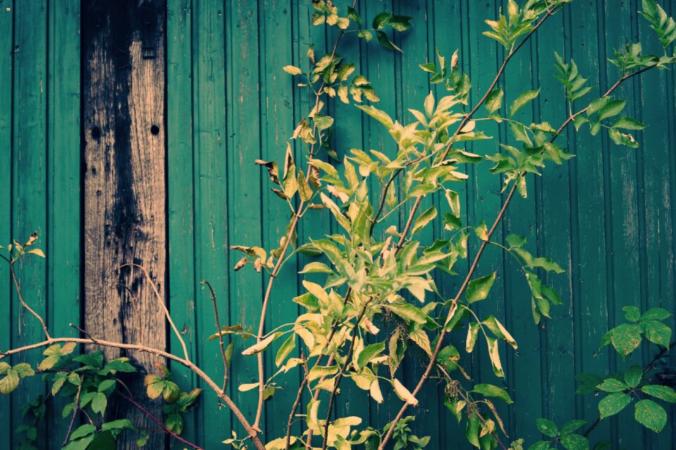 Wood wooden wall plant