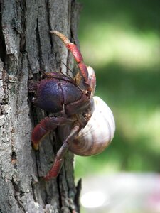 Crab shell animal photo