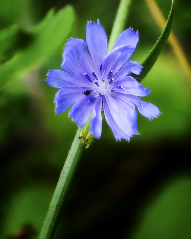 Purple flower floral nature