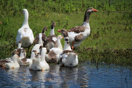 Birds oca bird photo