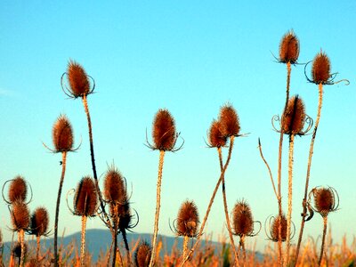 Quills wild field
