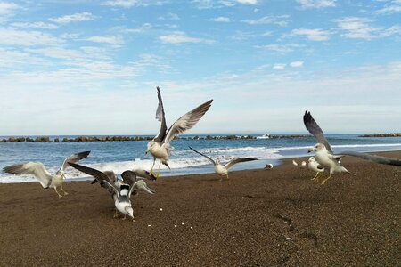 Sea gull birds of the sea wild birds photo