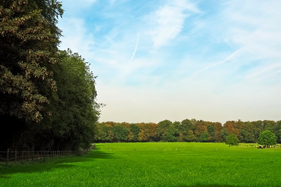 Summer pasture lane photo