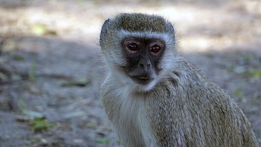 Botswana old world monkey monkey