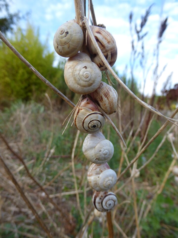 Snail shells nature animals