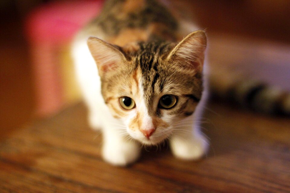 Pet feline cute