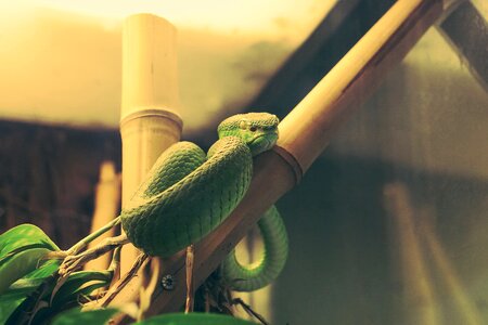 Sad reptile tree snake photo