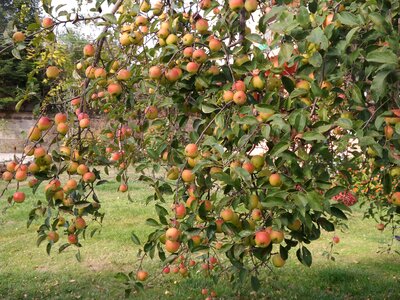 Apple tree nature garden photo