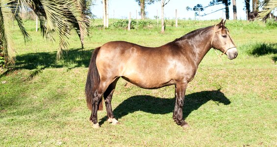 Creole horse mare horse