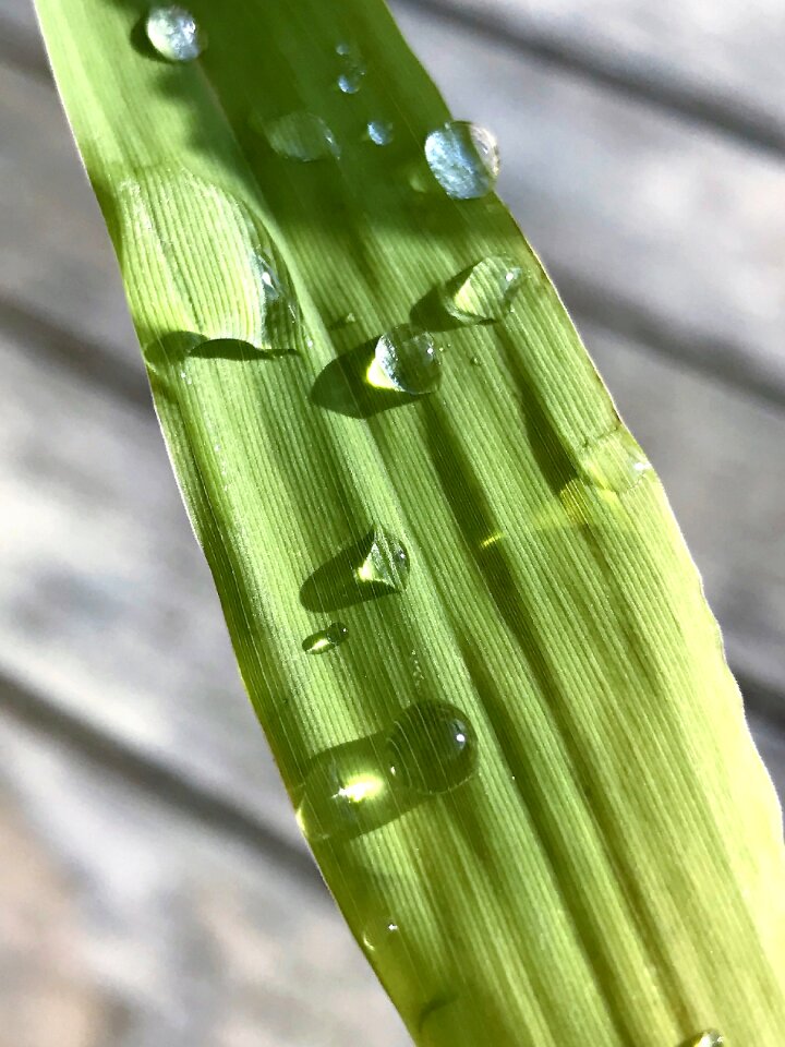 Green leaf close up