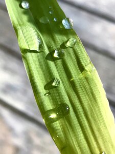 Green leaf close up