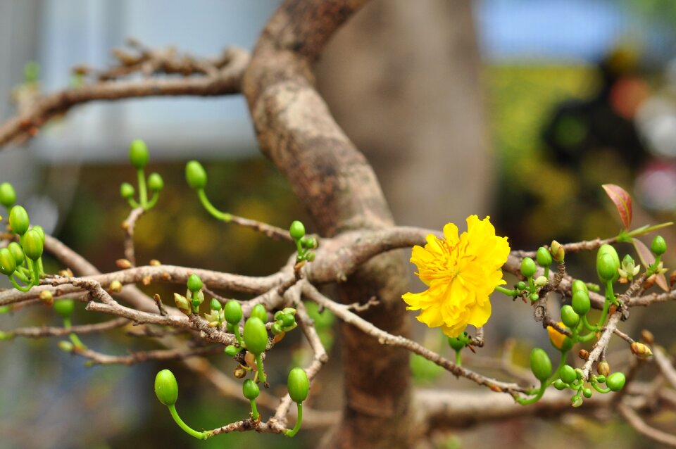 Herbal botanical plant
