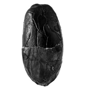 Chocolate seed bean