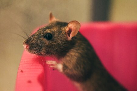 Smart rodent nager photo
