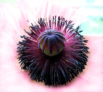 Flower spring natural