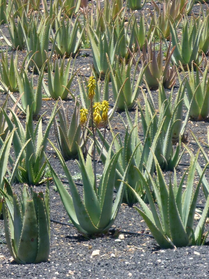 Nature green canary islands