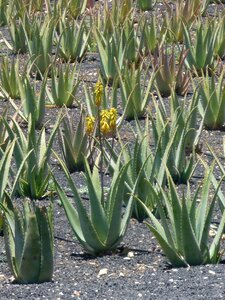 Nature green canary islands