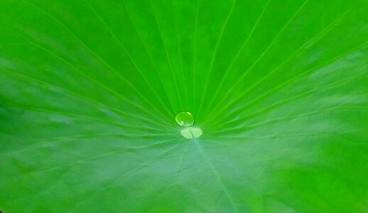 Droplet drop pond photo