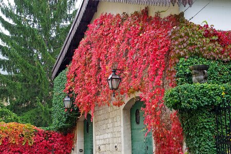 Autumn red colors