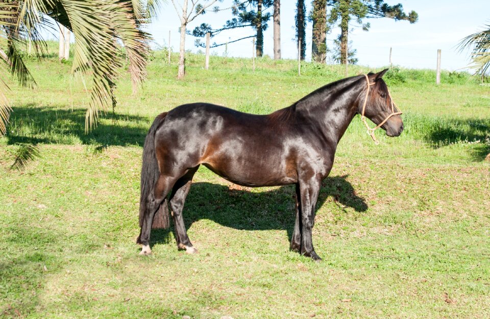 Horse creole creole horse