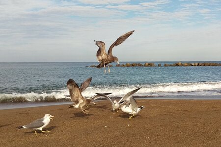 Sea gull seagull birds of the sea