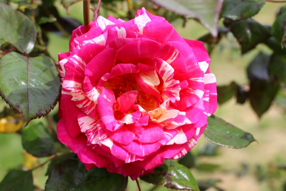 Multicoloured colors rosebush