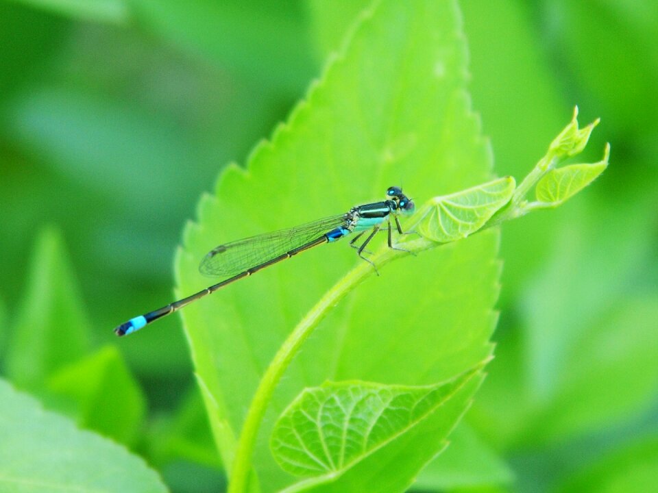 Green leaves little dragonfly blue