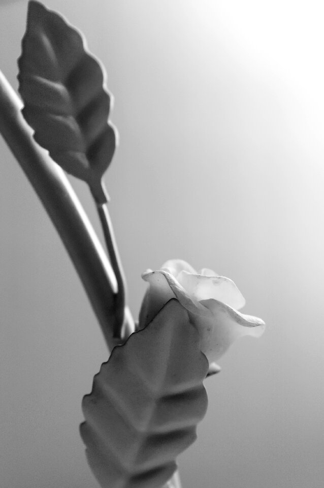 Stalk black and white grey